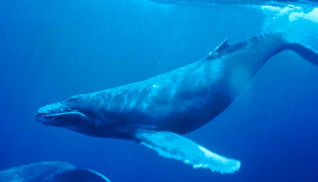 海の中を泳ぐザトウクジラ