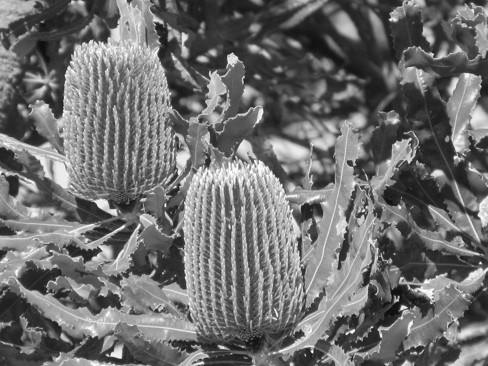 色のない見え方を模した白黒の植物の写真