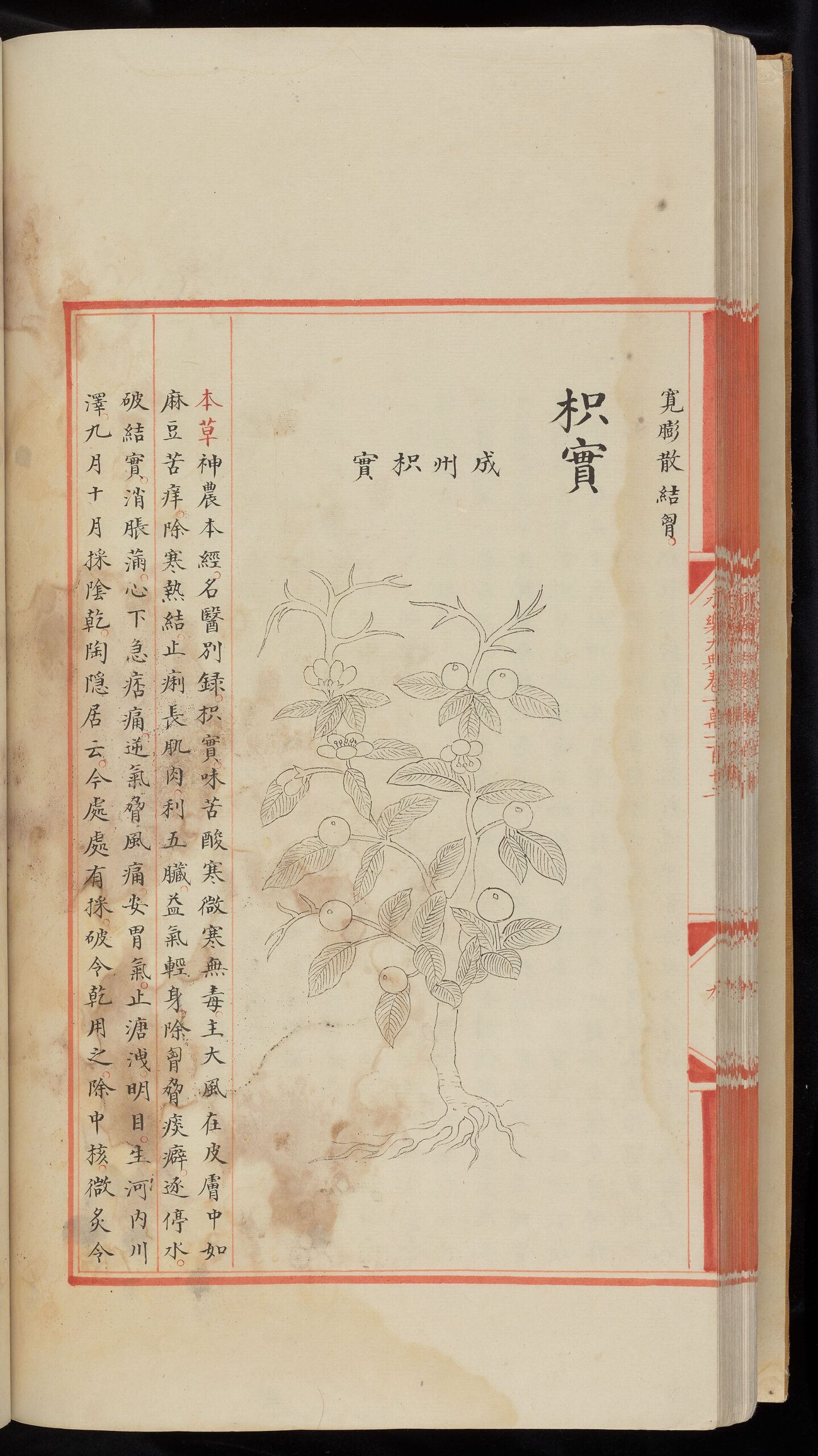 赤い枠線の中に植物の絵と本文が書かれた『永楽大典』の一頁