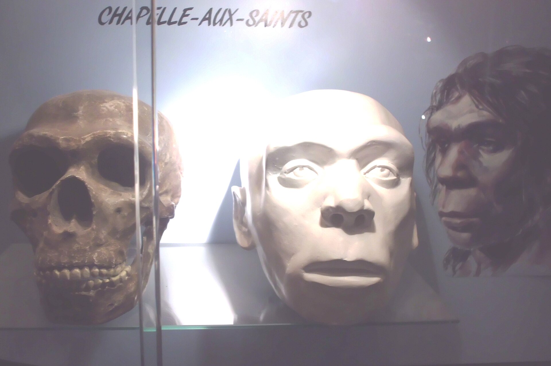 ネアンデルタール人の頭骨の複製と復元像の展示