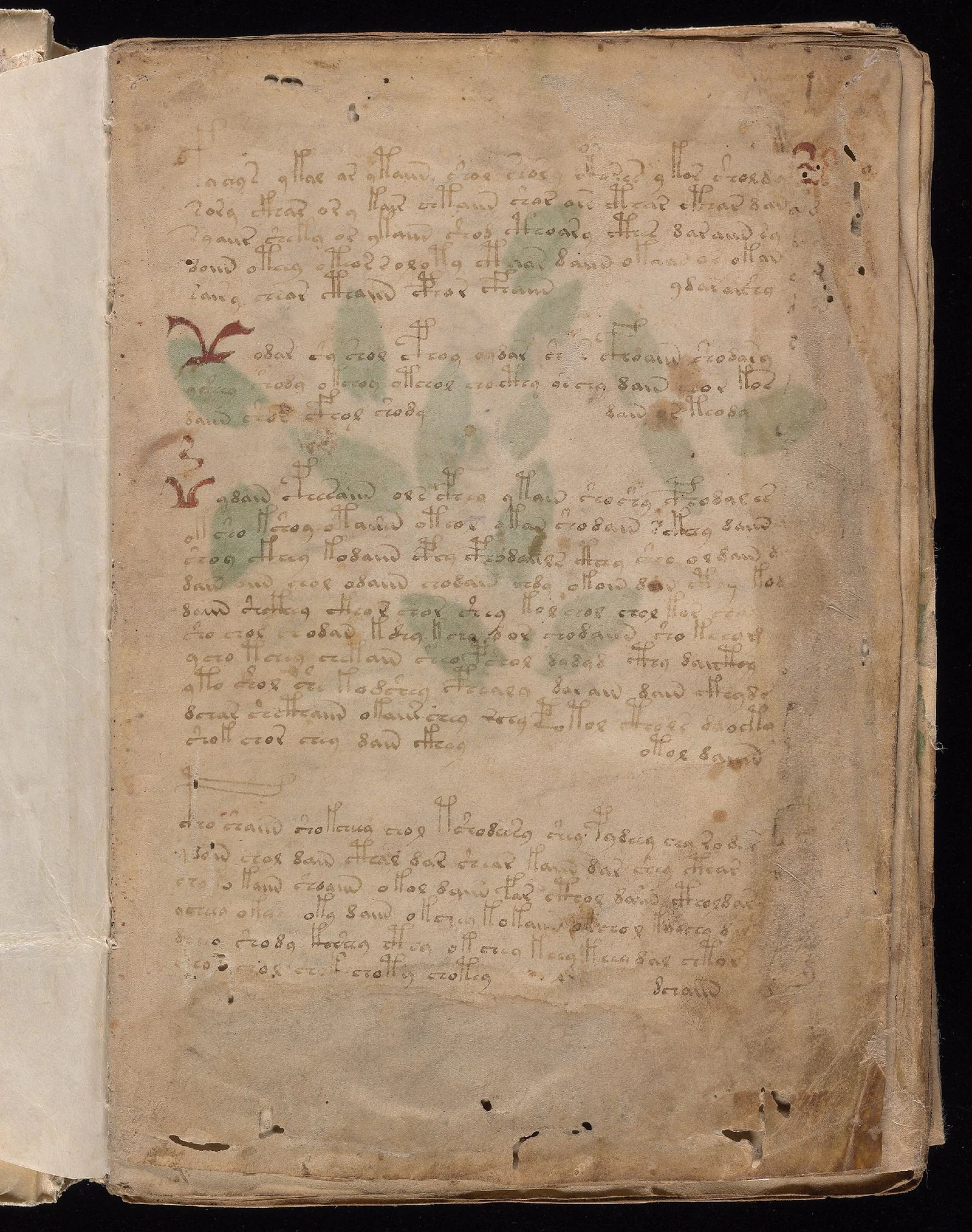 ヴォイニッチ手稿folio 1rの植物図と未知文字の本文
