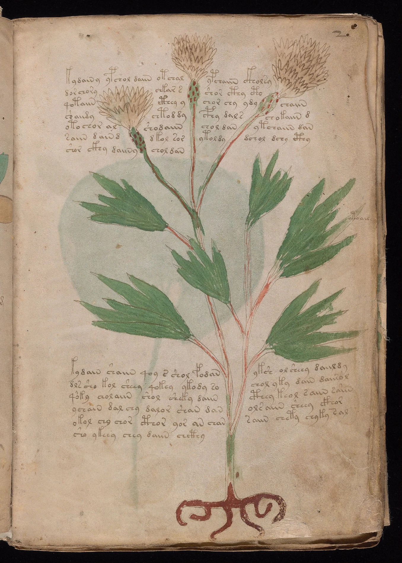 ヴォイニッチ手稿folio 2rの葉と根を大きく描いた植物ページ