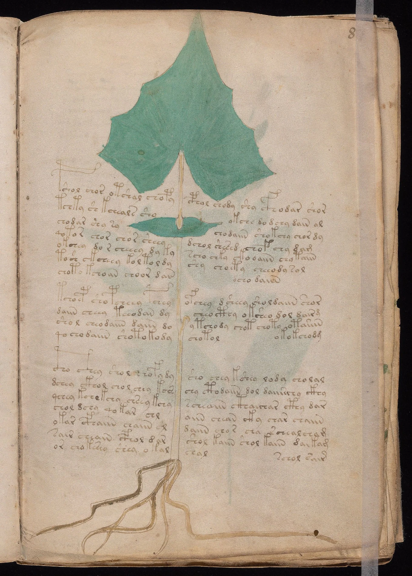 ヴォイニッチ手稿folio 8rの植物図と羊皮紙面