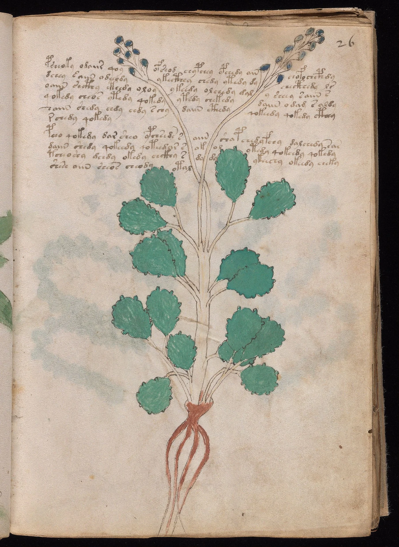 ヴォイニッチ手稿folio 26rの植物図と整然と並ぶ未知文字
