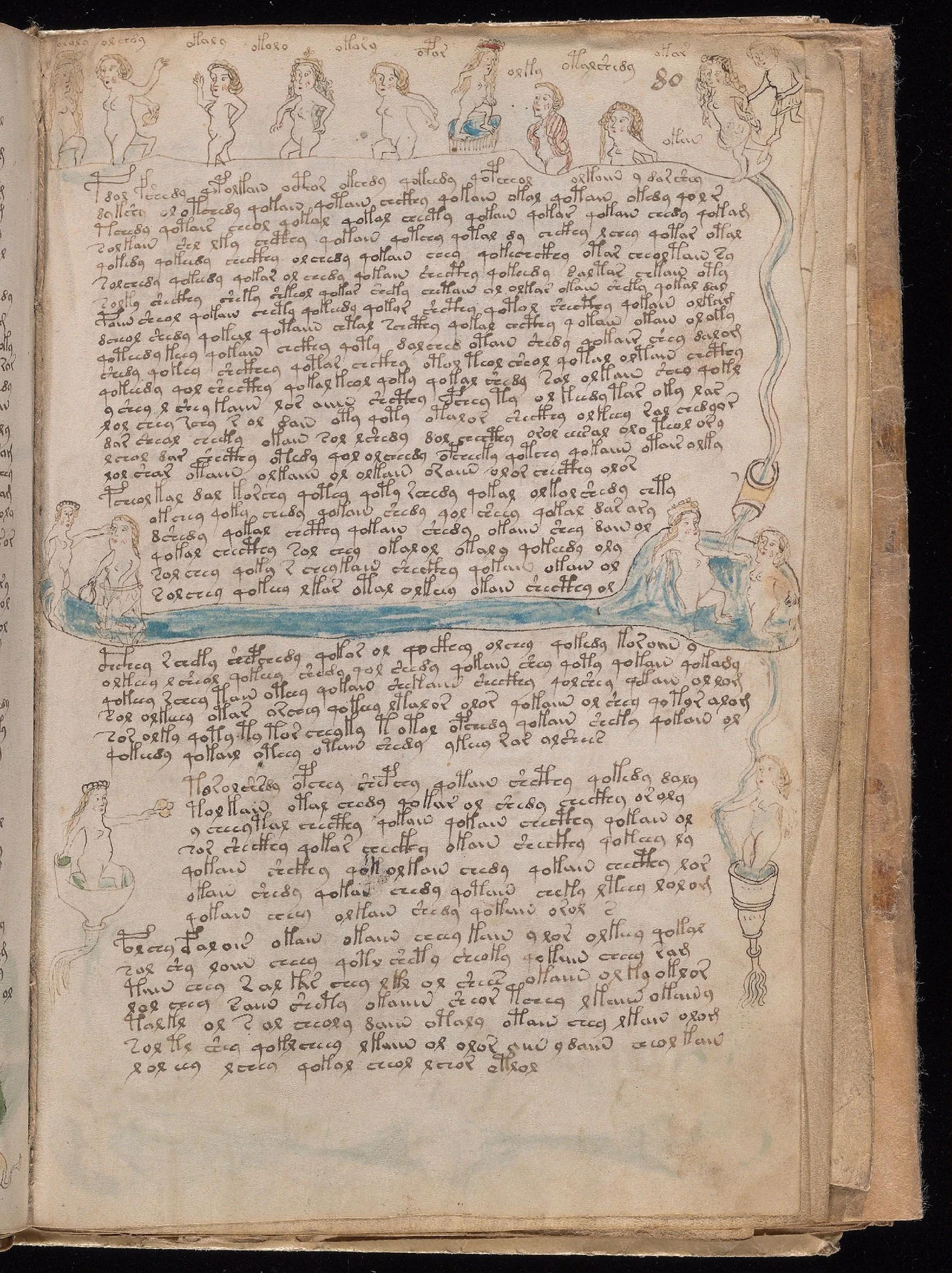 ヴォイニッチ手稿folio 80rの人物と反復する管の配置