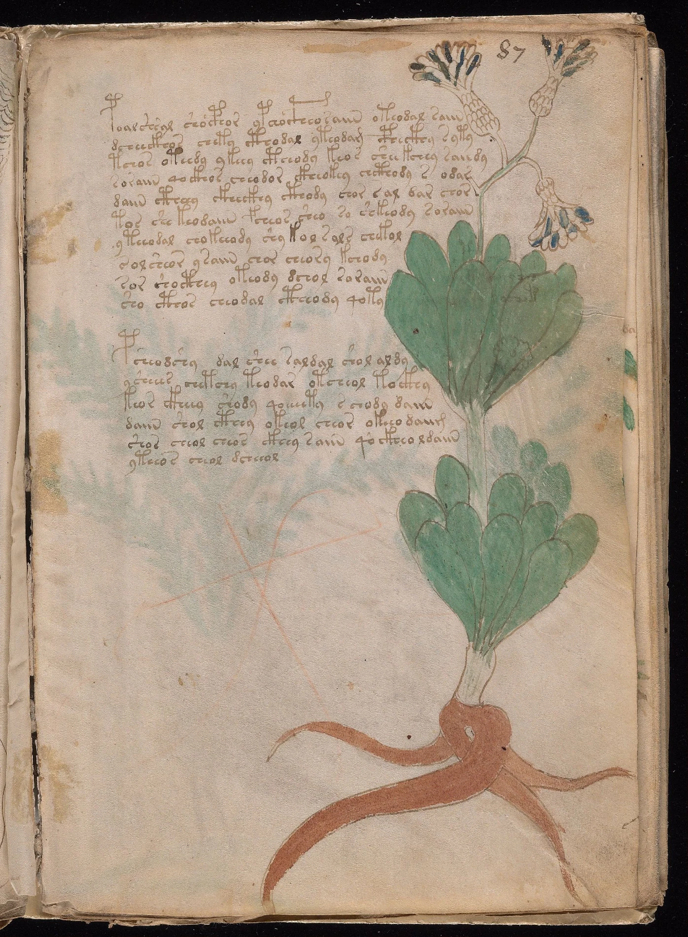 ヴォイニッチ手稿folio 87rの植物部位風の図と短い文字列