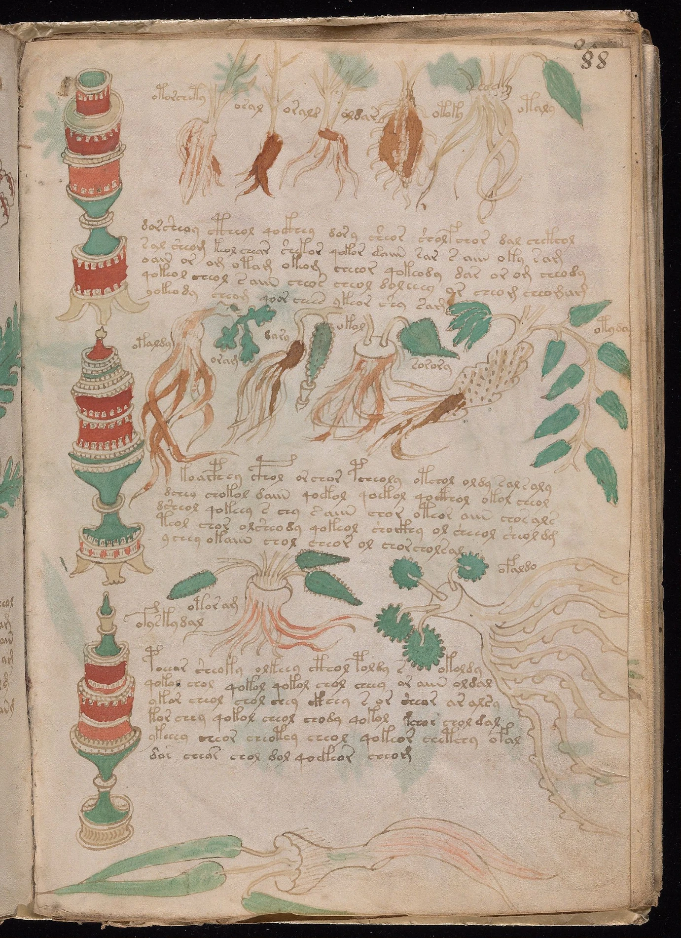 ヴォイニッチ手稿folio 88rの根と葉と花の断片に見える図