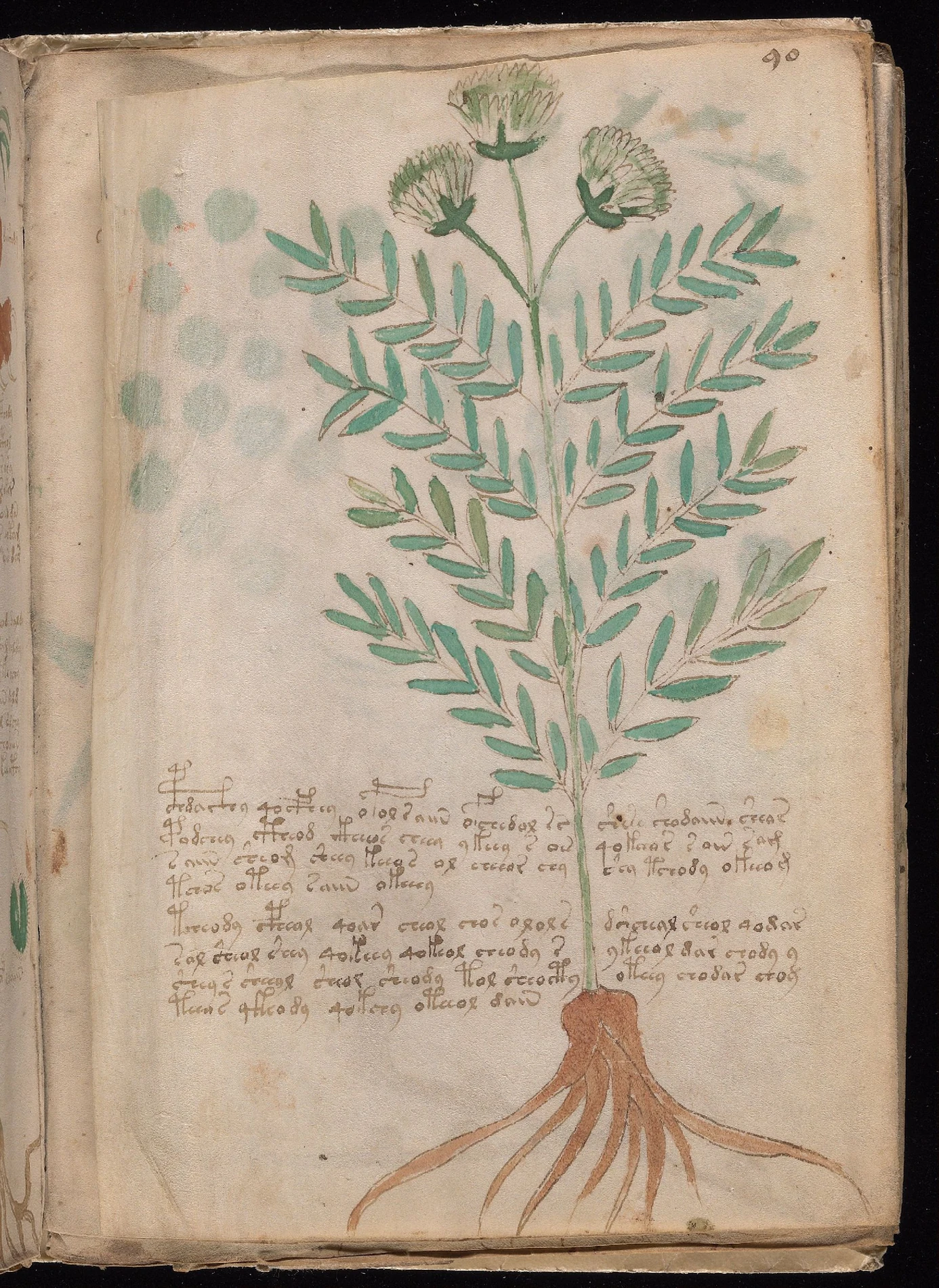 ヴォイニッチ手稿folio 90rの植物部位と容器風の図