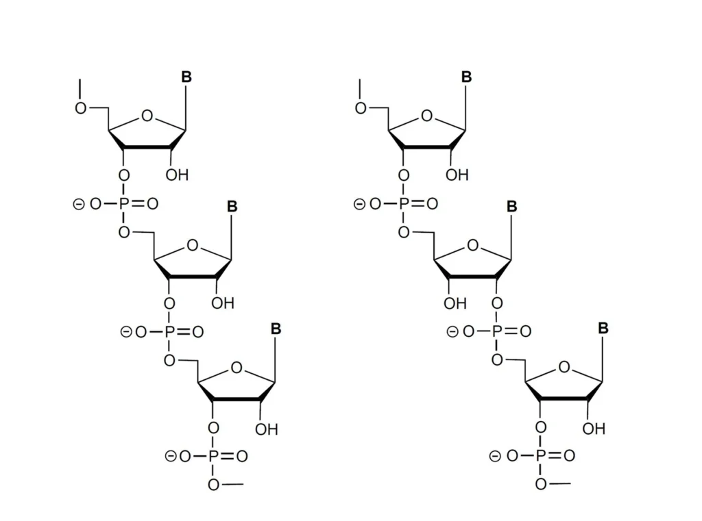 複雑に折り畳まれたRNA分子の構造模型