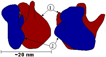 RNAを中心にタンパク質を合成するリボソームの構造図