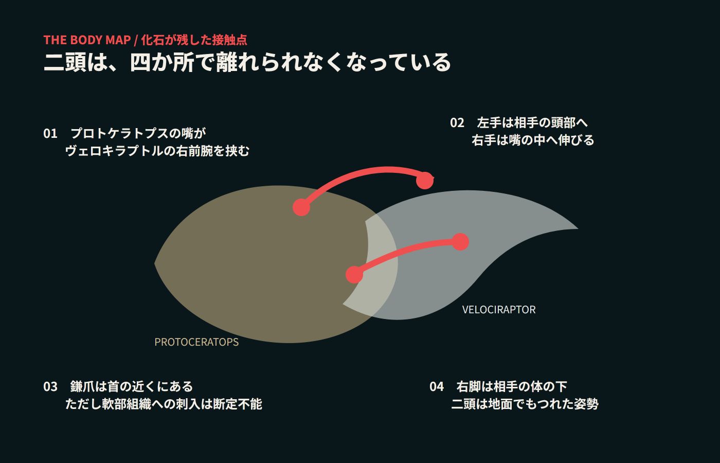闘う恐竜化石に残る四つの接触点を示した図