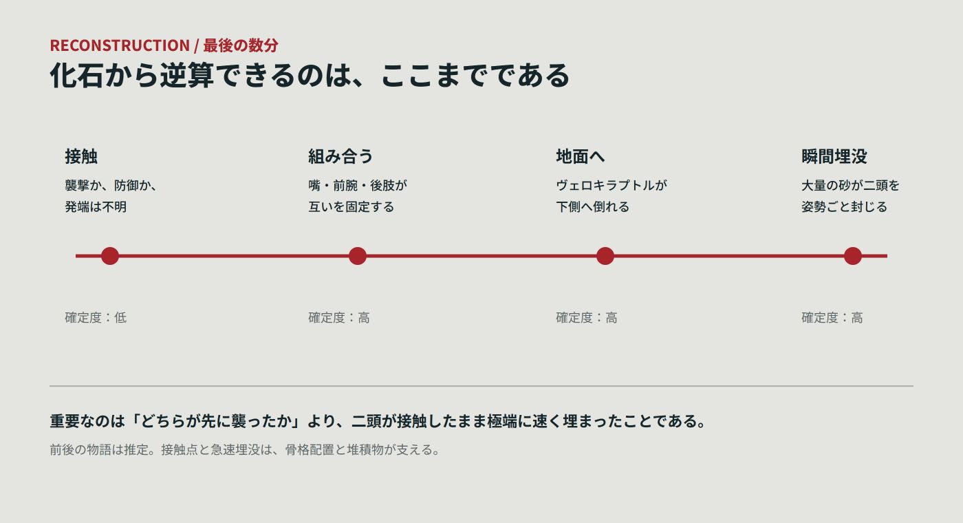 二頭の接触から急速埋没までを示した時系列図