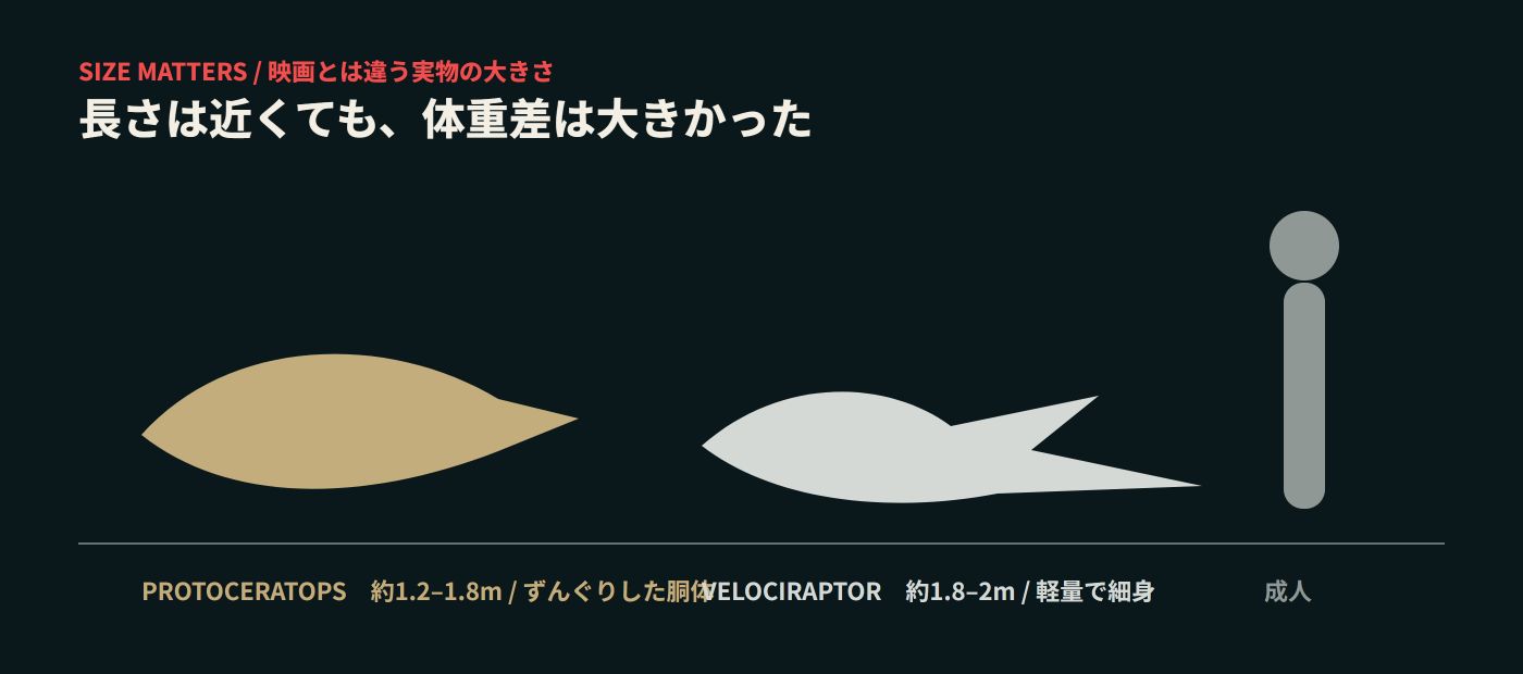 プロトケラトプスとヴェロキラプトルと成人の大きさ比較
