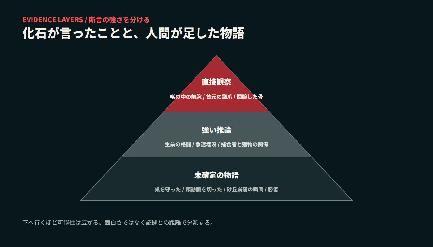 闘う恐竜化石の直接観察、強い推論、未確定の物語を分けた図