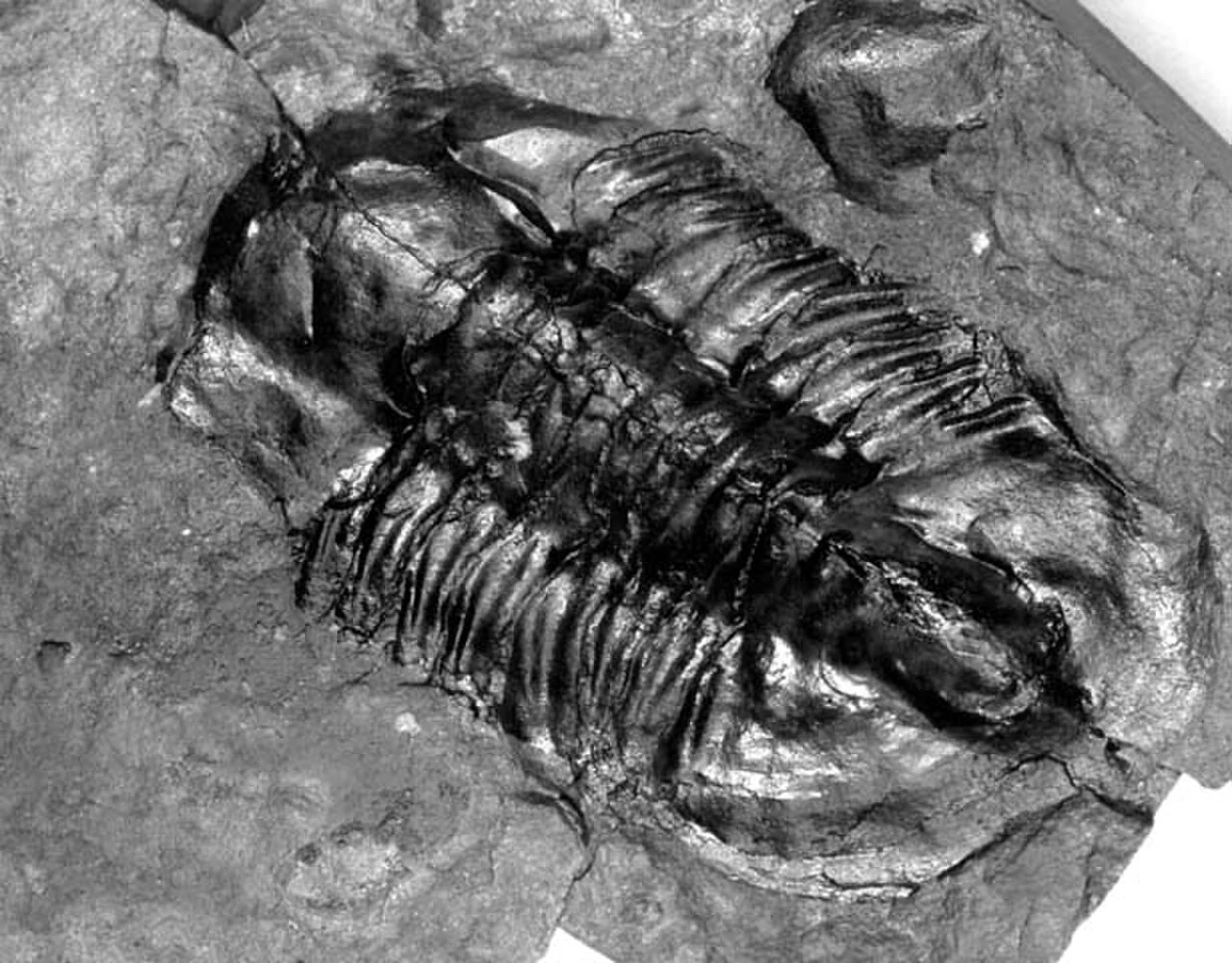 グランドキャニオンで見つかったカンブリア紀の三葉虫化石標本