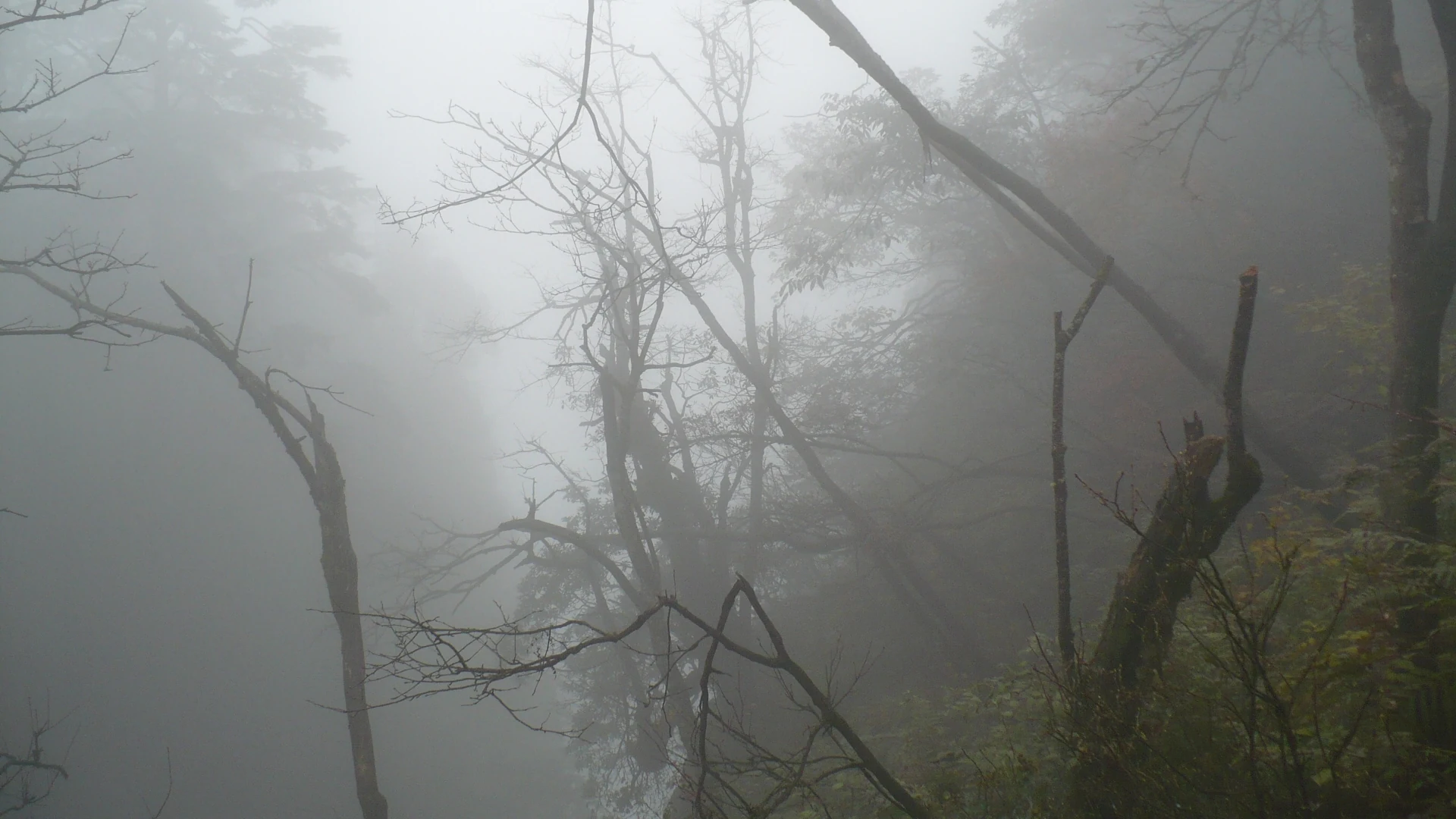 濃霧で樹木の輪郭が消える峨眉山の森林