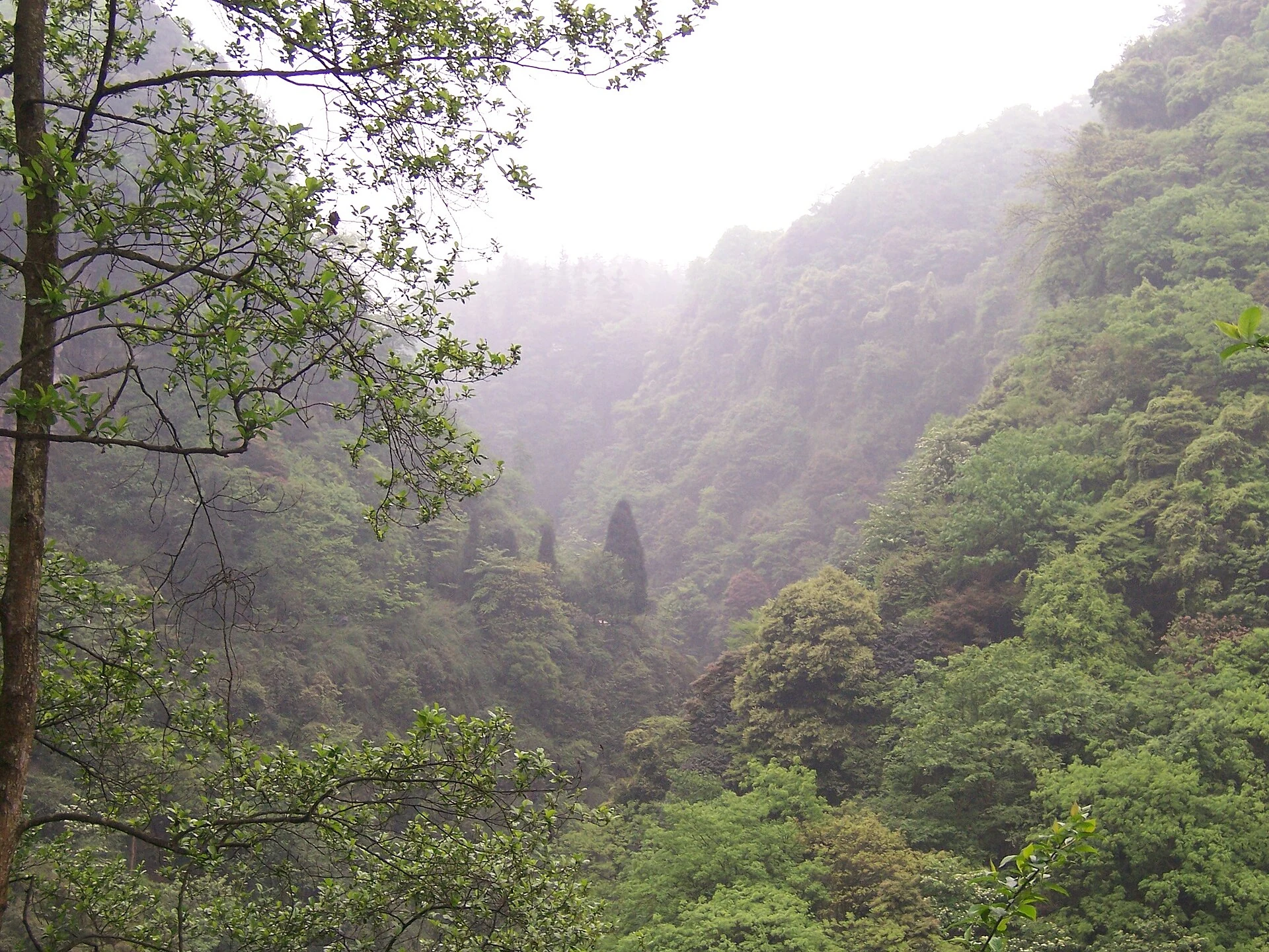 霧と濃い植生に覆われた峨眉山の森林斜面