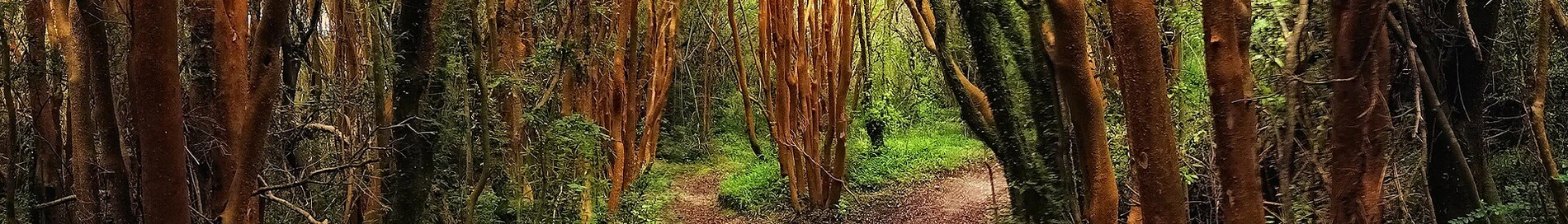 チロエ国立公園のバルディビア温帯雨林の樹冠