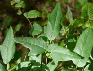 チリのメリペウコで樹木に絡むボキラ・トリフォリオラタの葉