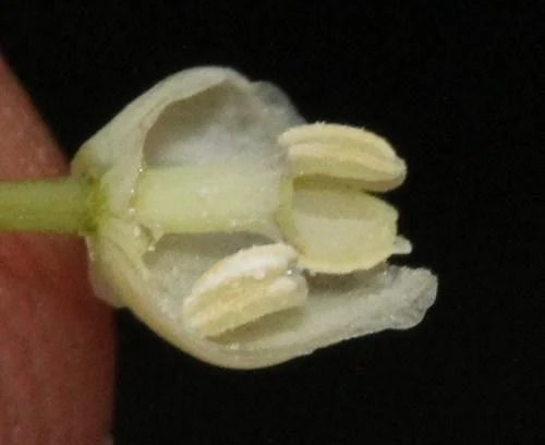 プジェウエ国立公園で撮影されたボキラの小さな花の接写