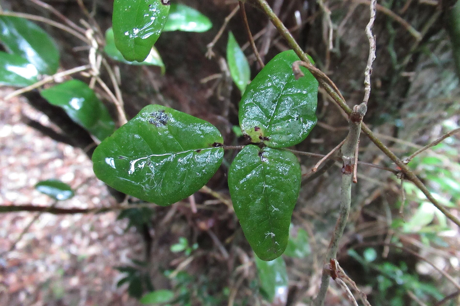 野外で記録されたボキラの生育状態の写真