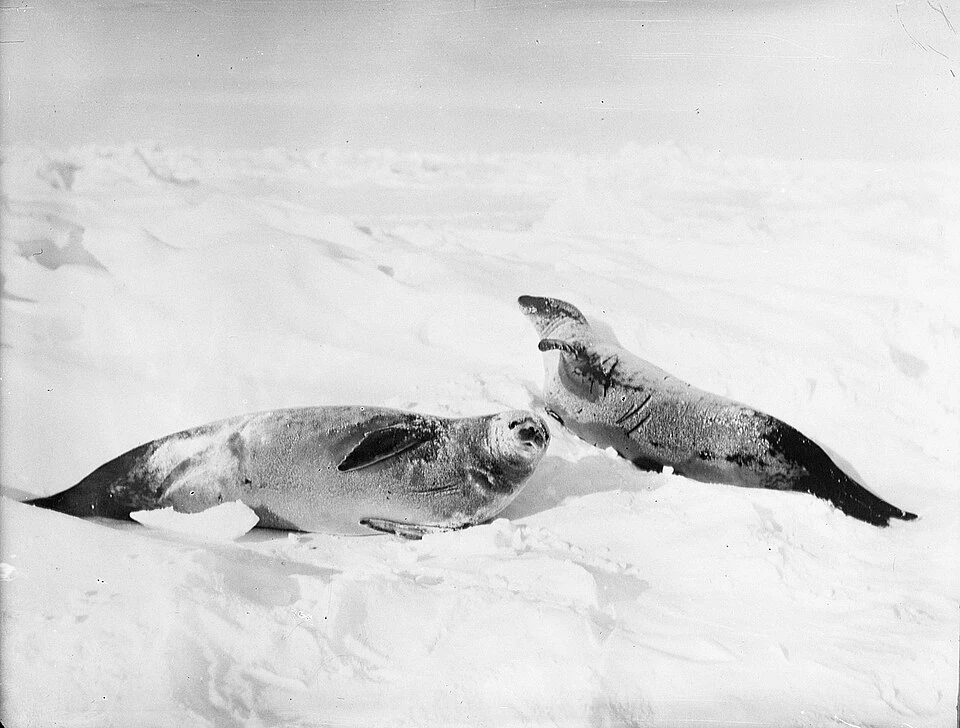 ウェッデル海の流氷上に横たわる二頭のカニクイアザラシ