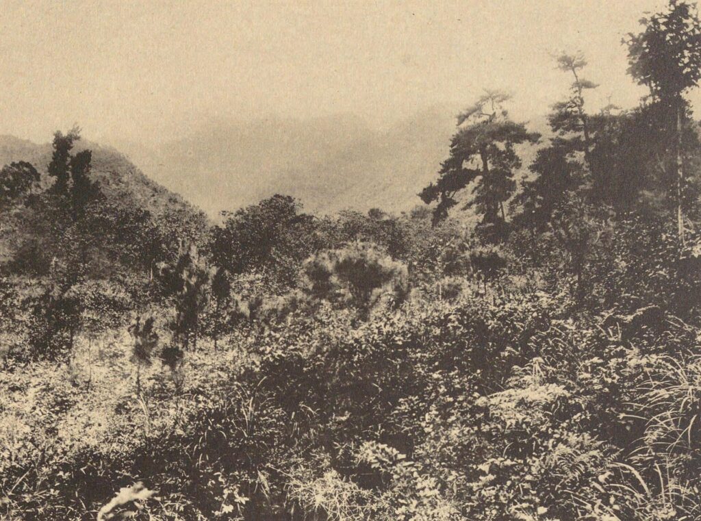 紹興の会稽山（香炉峰）を写した古い写真。木々の茂る斜面の向こうに山が霞む