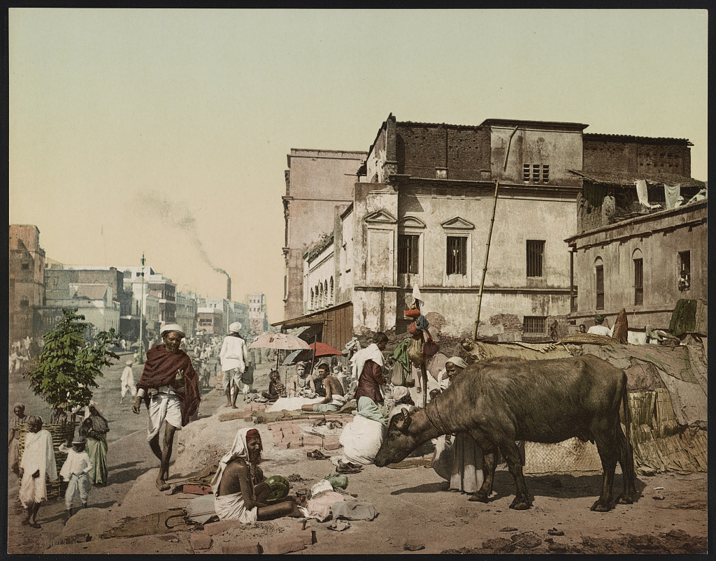 1890年代カルカッタ、ハリソン通りの街路と水牛