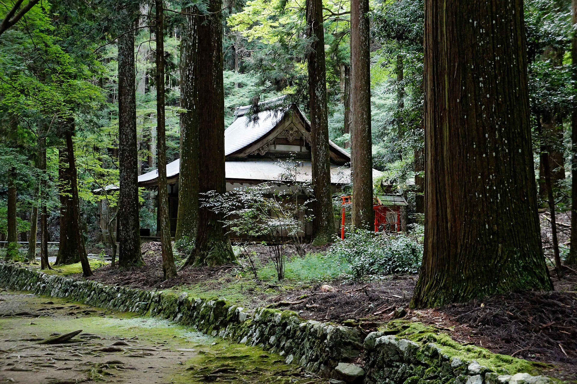 杉木立ごしに見える高山寺の堂。手前に苔むした石垣