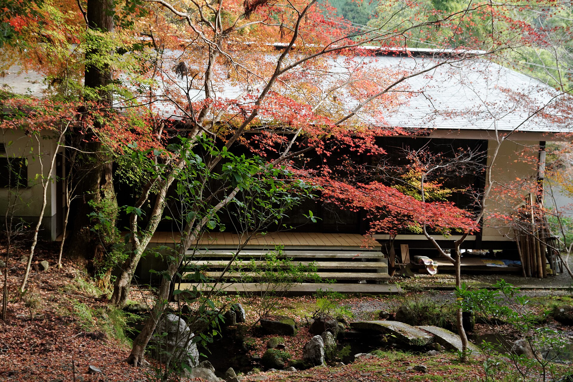 紅葉した楓の向こうに見える高山寺の堂宇。手前は庭の石組み