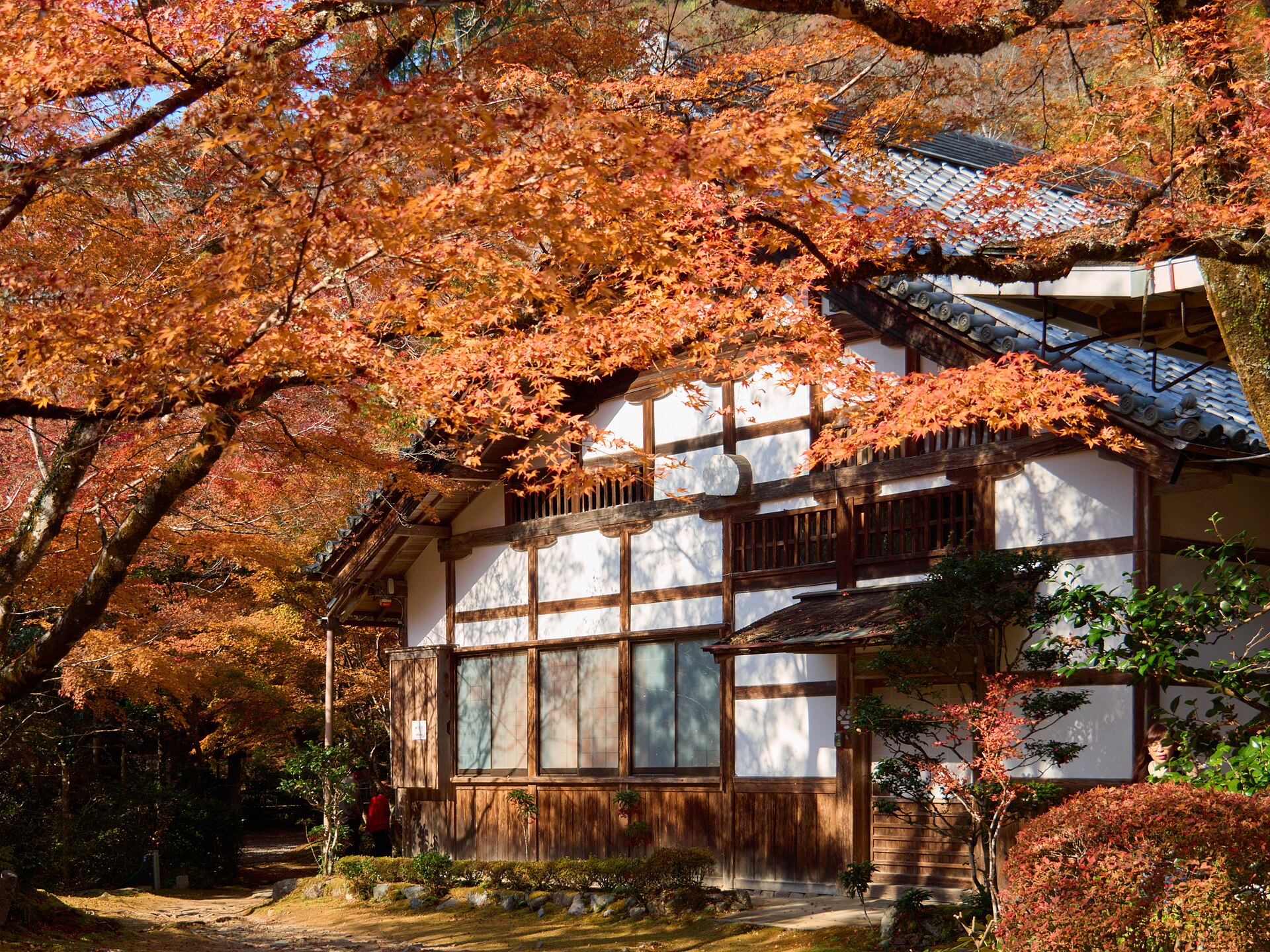橙色に染まった楓に囲まれた西明寺の建物。白壁と木の連子窓