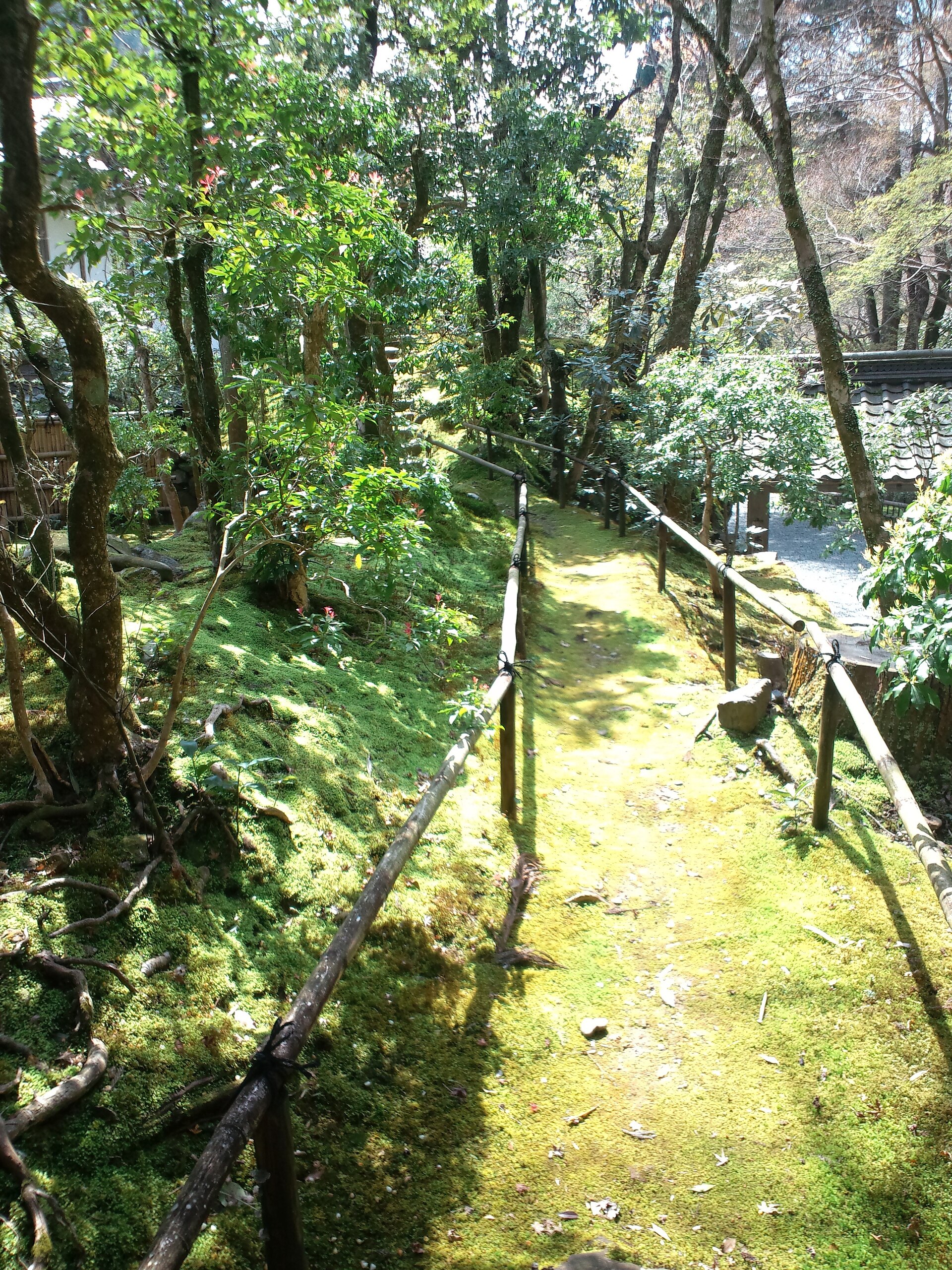 高山寺の参道。苔に覆われた斜面のあいだを、細い木の柵に沿って小道が登っていく