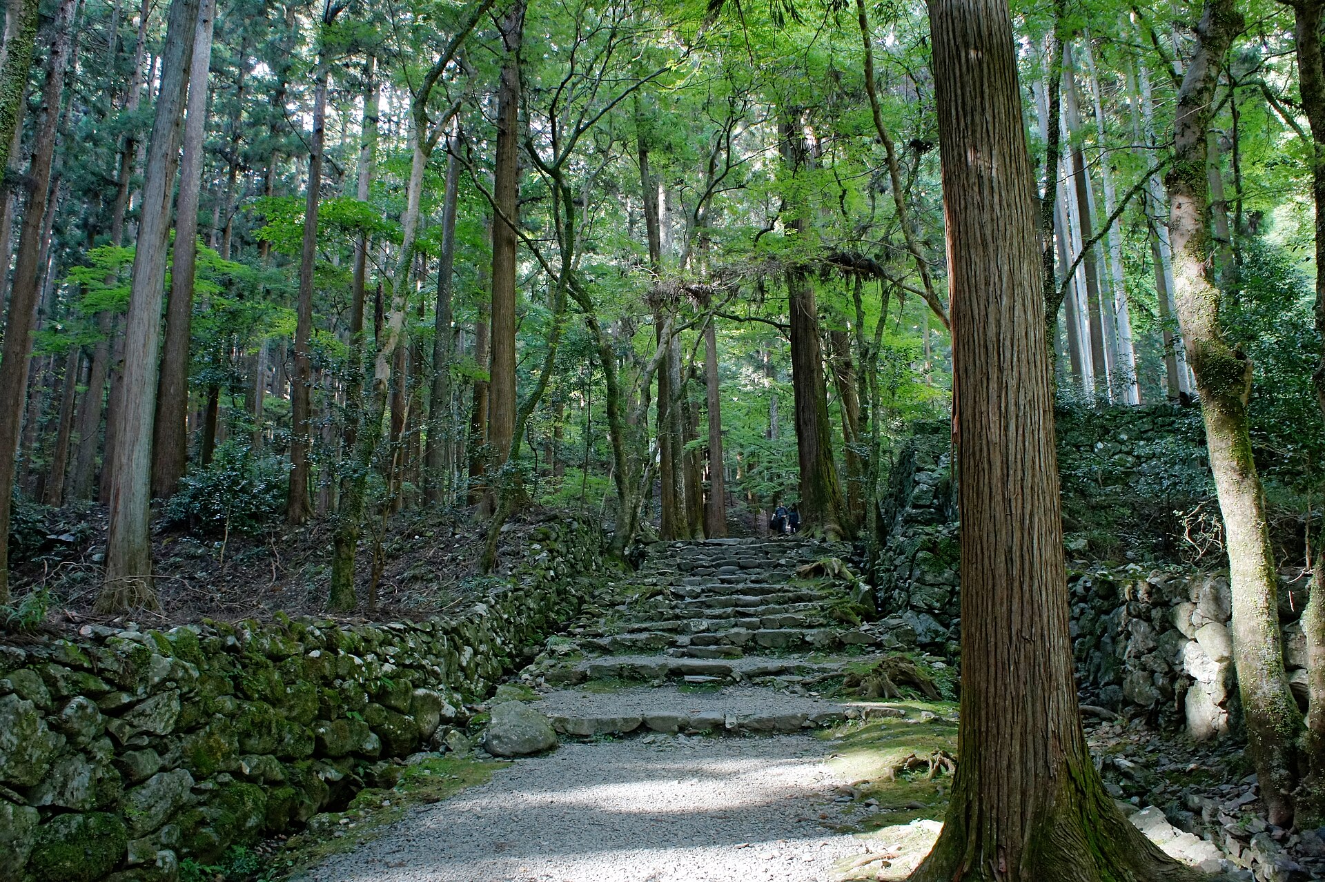 杉の大木のあいだを抜ける高山寺の石段と砂利道。両側は苔むした石垣