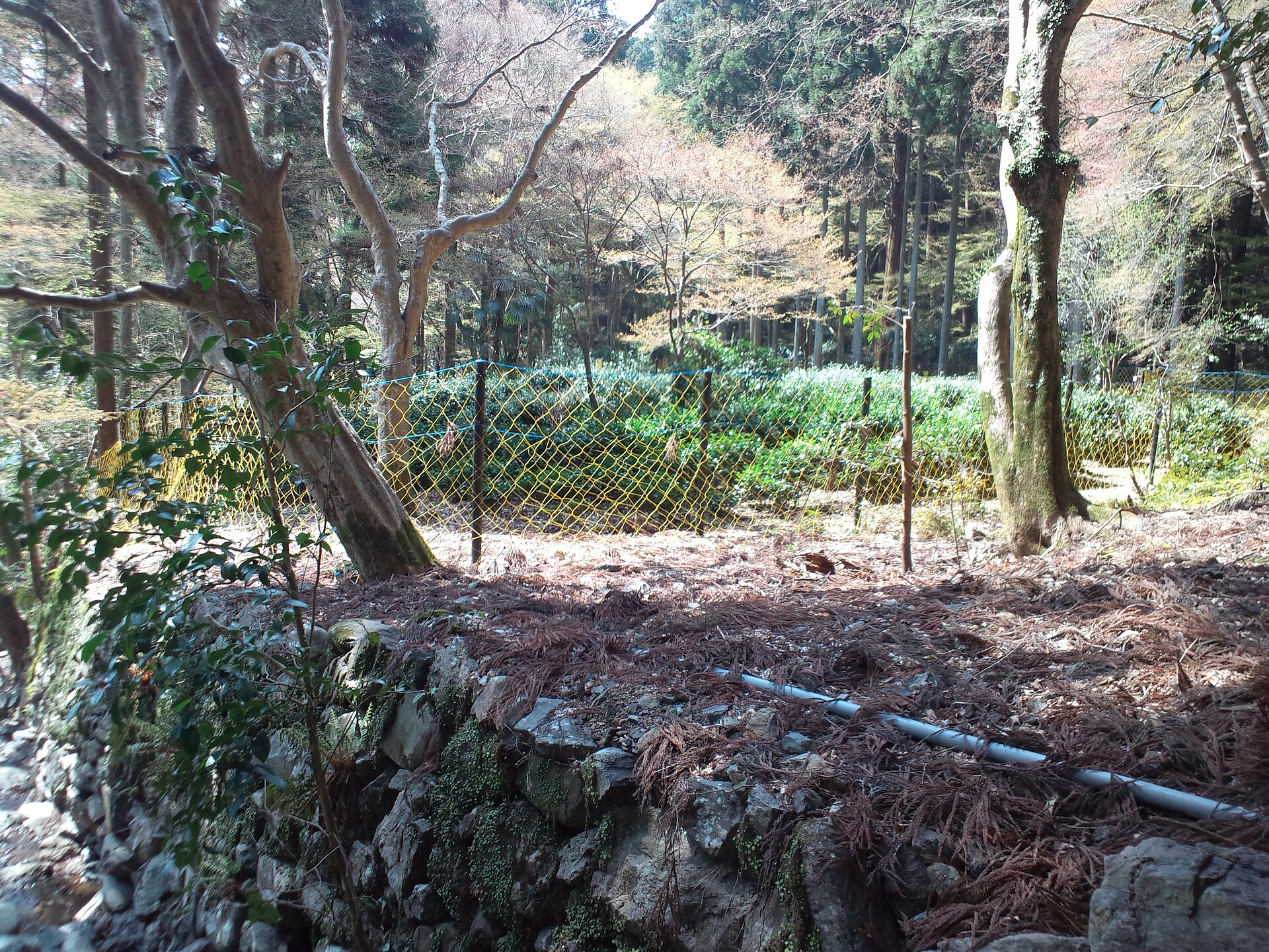 高山寺の茶園。石垣の上の平地に茶の木が列をつくる。木々は葉を落としている