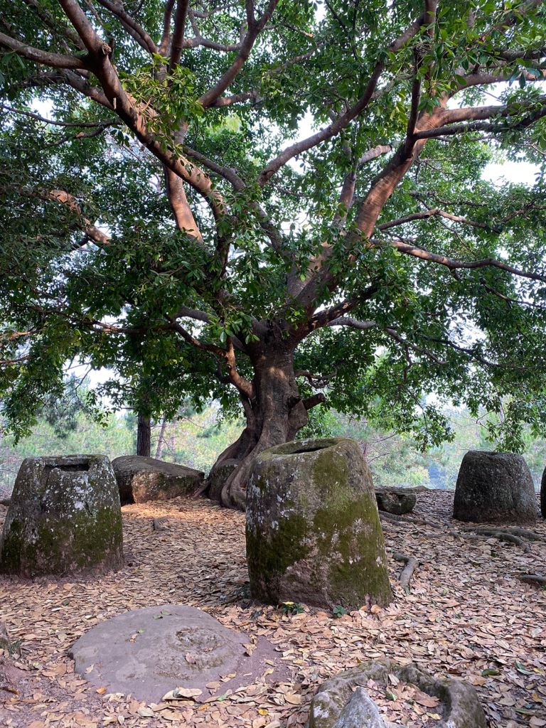 Site2の木々の間に残る大型の石壺